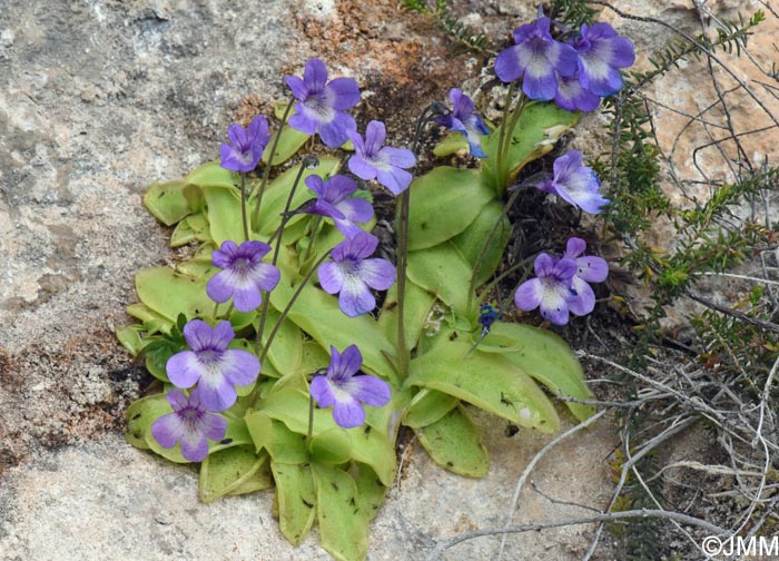 Pinguicula sehuensis