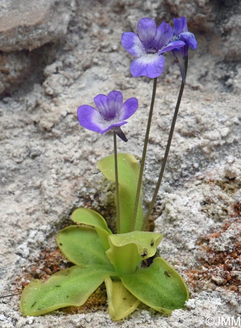 Pinguicula sehuensis