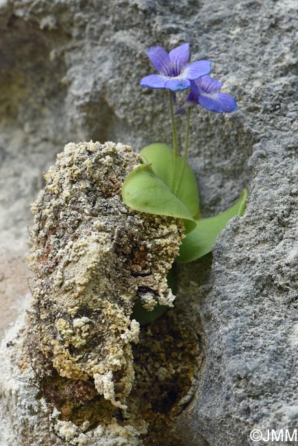 Pinguicula sehuensis