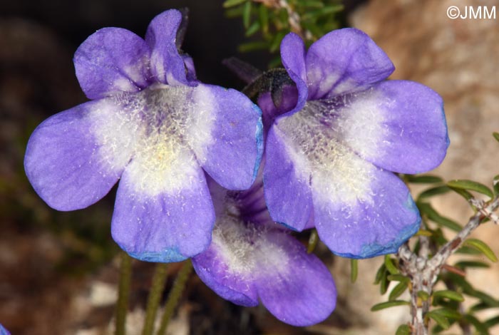 Pinguicula sehuensis