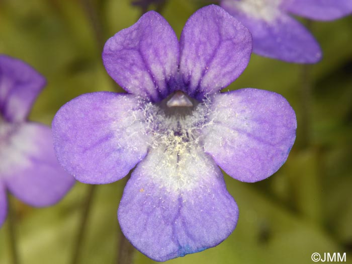 Pinguicula sehuensis