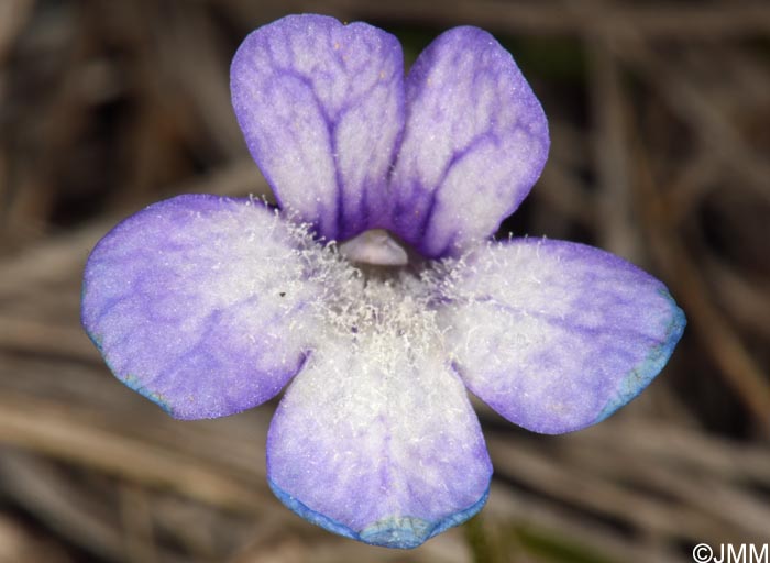 Pinguicula sehuensis