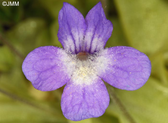 Pinguicula sehuensis