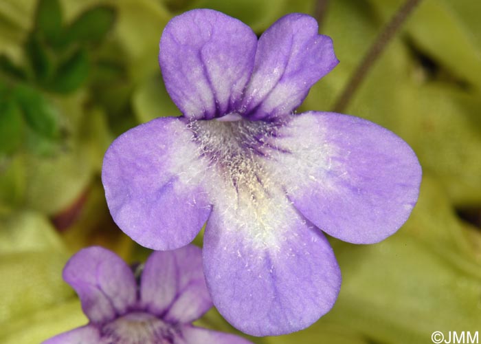 Pinguicula sehuensis