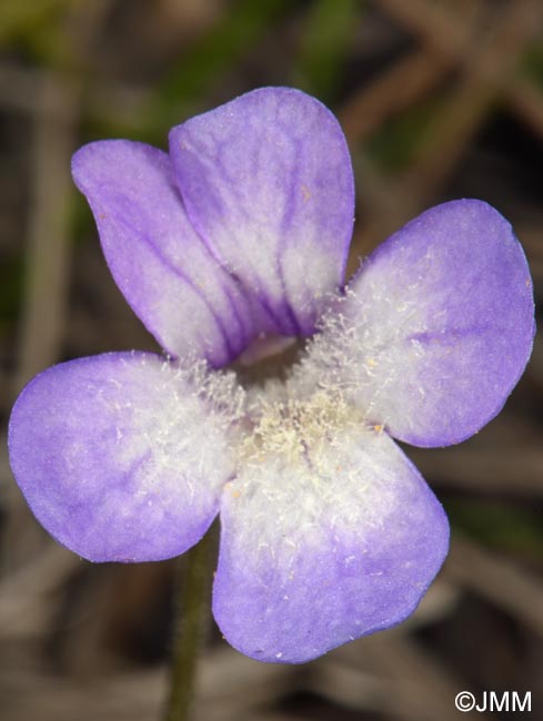 Pinguicula sehuensis