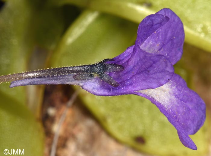 Pinguicula sehuensis