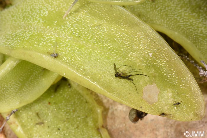 Pinguicula sehuensis