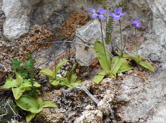 Pinguicula sehuensis