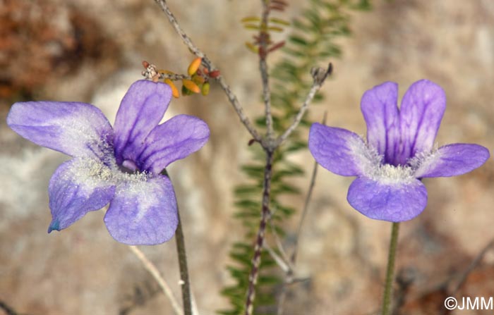 Pinguicula sehuensis