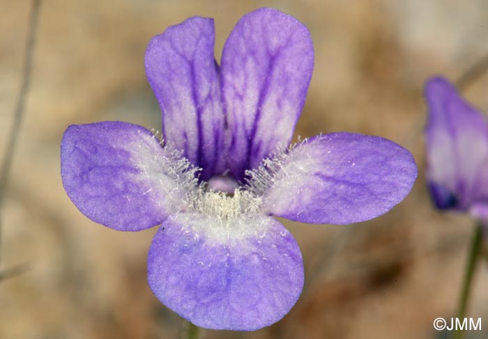 Pinguicula sehuensis