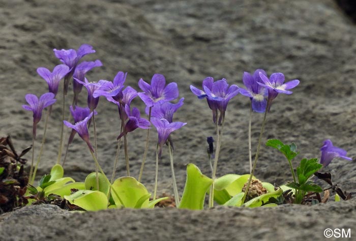 Pinguicula sehuensis