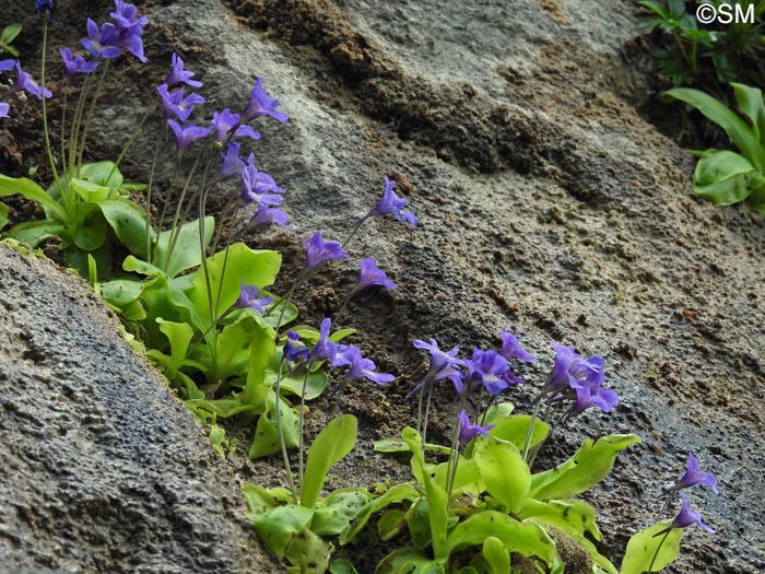 Pinguicula sehuensis