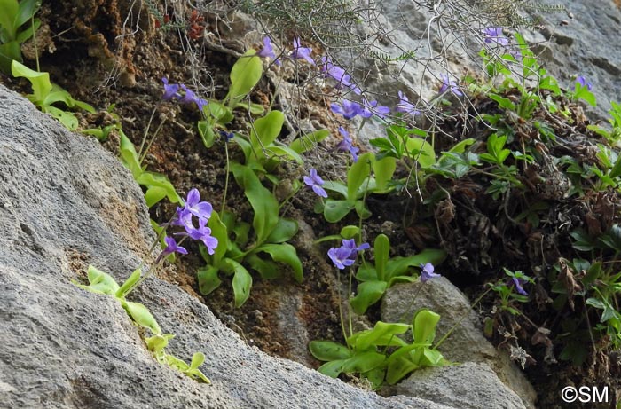 Pinguicula sehuensis