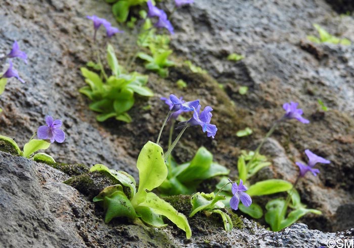 Pinguicula sehuensis