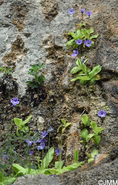 Pinguicula sehuensis