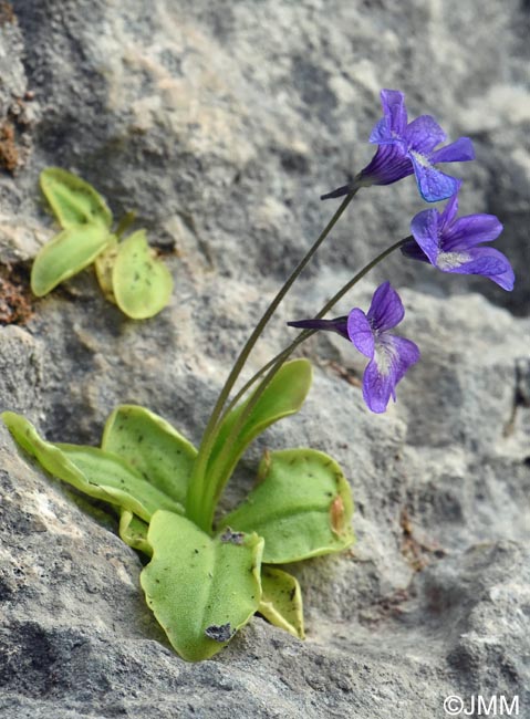 Pinguicula sehuensis