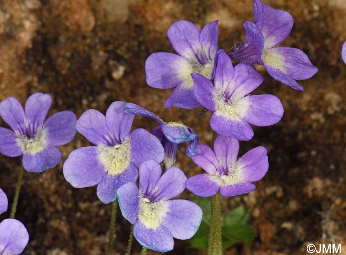 Pinguicula sehuensis