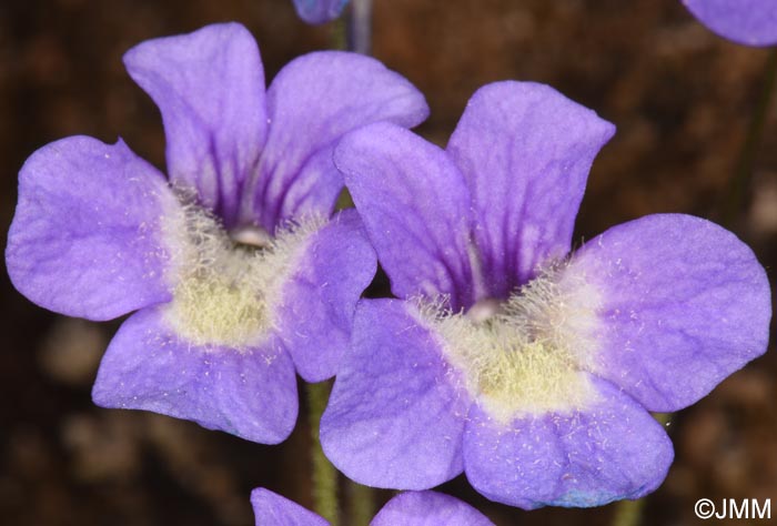 Pinguicula sehuensis