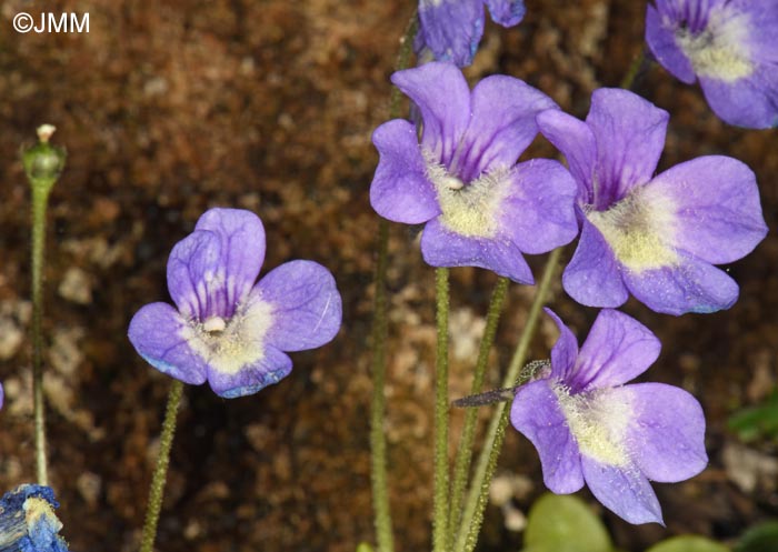 Pinguicula sehuensis