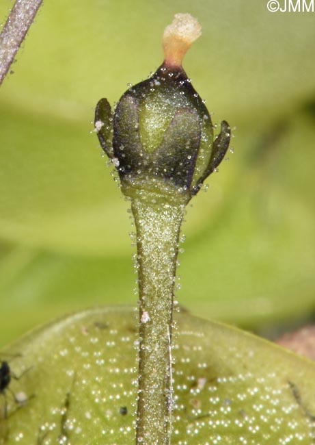 Pinguicula sehuensis