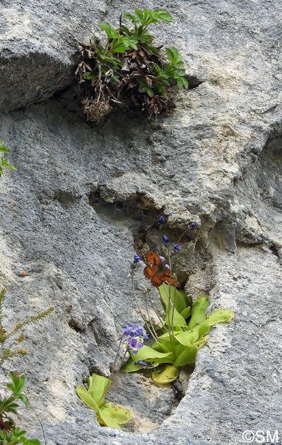 Pinguicula sehuensis et Potentilla caulescens var. nebrodensis