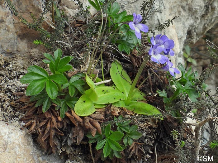 Pinguicula sehuensis et Potentilla caulescens var. nebrodensis