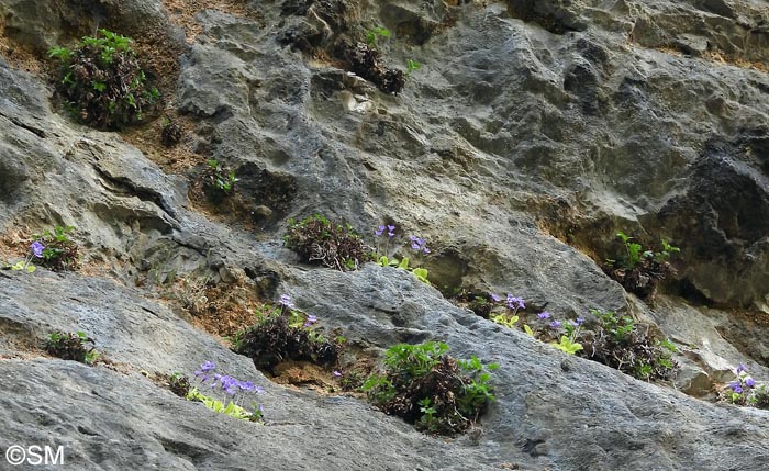 Pinguicula sehuensis et Potentilla caulescens var. nebrodensis