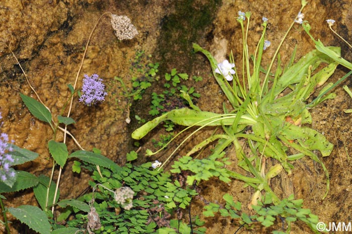 Pinguicula vallisneriifolia & Adiantum capillus-veneris