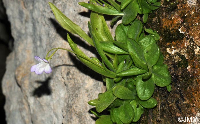 Pinguicula vallisneriifolia