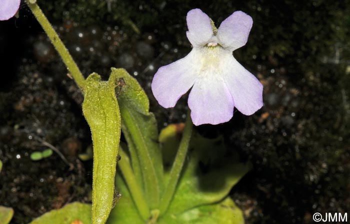 Pinguicula vallisneriifolia