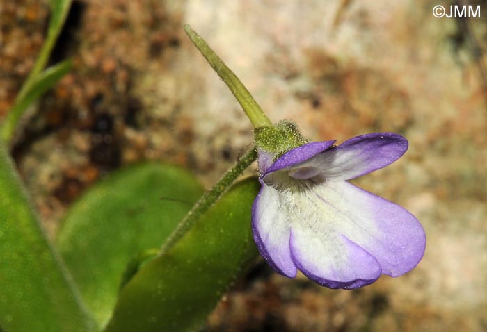 Pinguicula vallisneriifolia