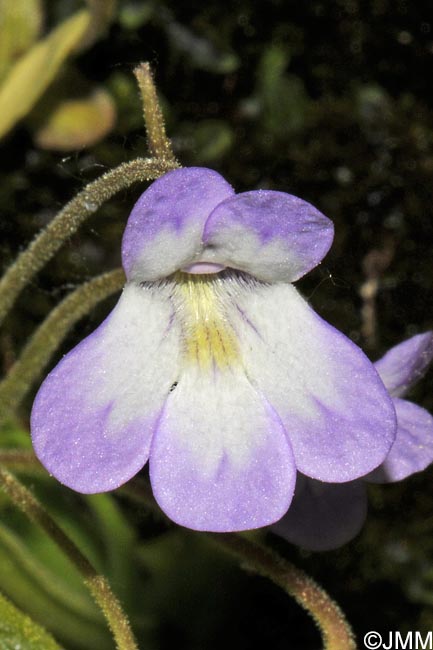 Pinguicula vallisneriifolia