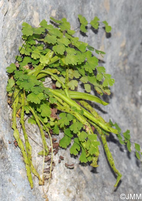 Pinguicula vallisneriifolia & Adiantum capillus-veneris