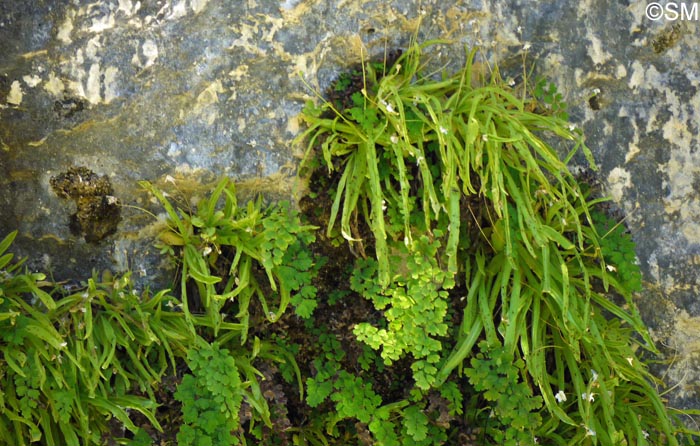 Pinguicula vallisneriifolia & Adiantum capillus-veneris