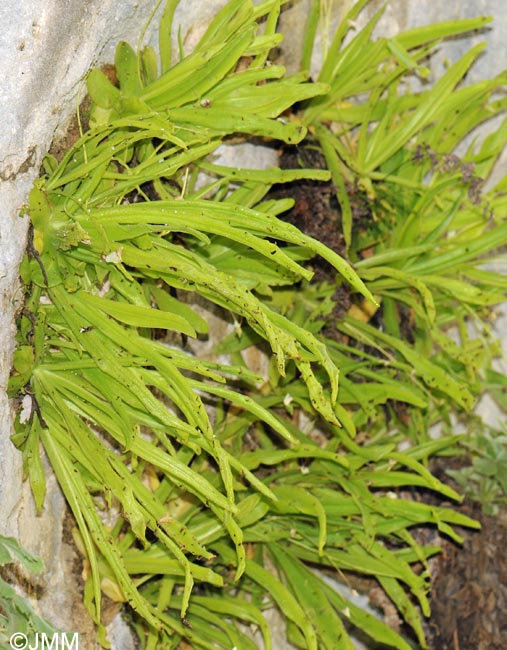 Pinguicula vallisneriifolia