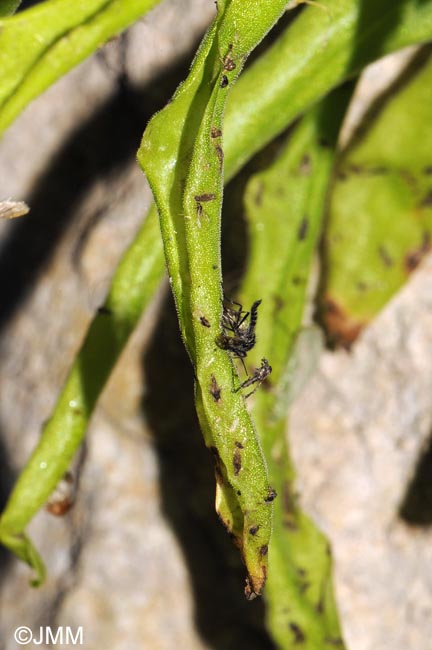 Pinguicula vallisneriifolia