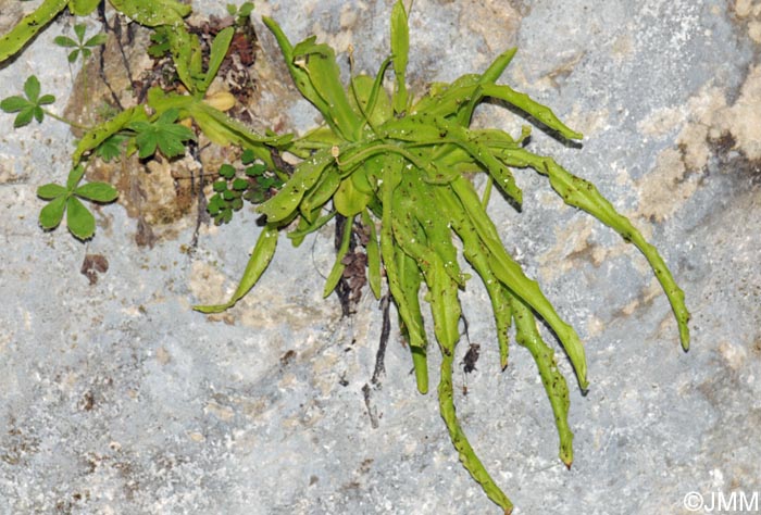 Pinguicula vallisneriifolia