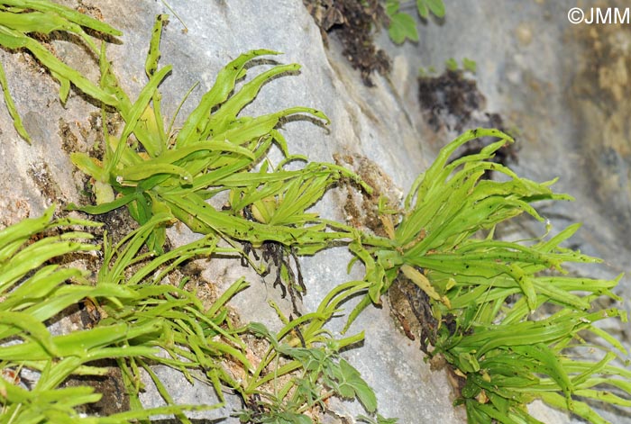 Pinguicula vallisneriifolia