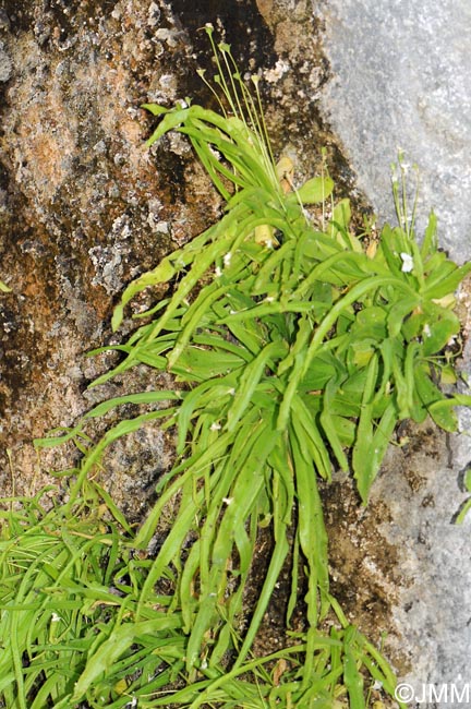 Pinguicula vallisneriifolia