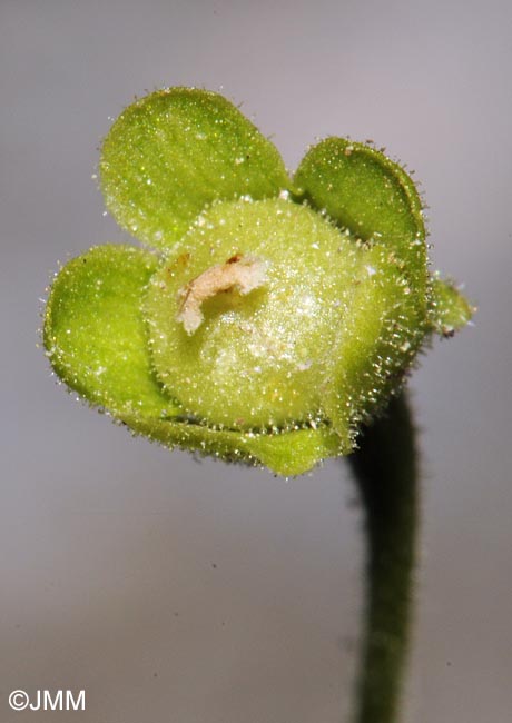 Pinguicula vallisneriifolia