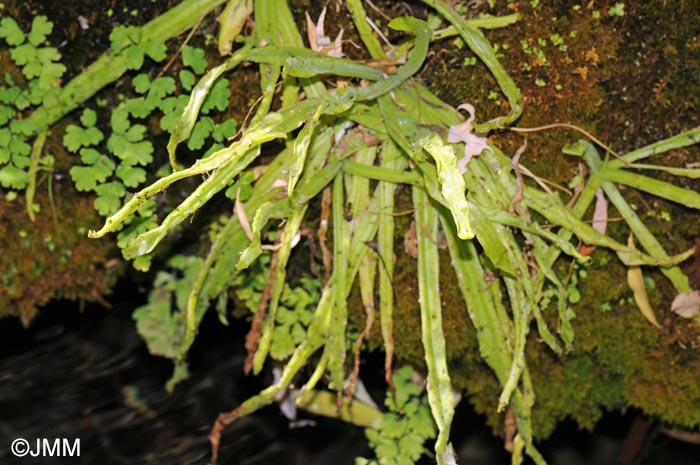 Pinguicula vallisneriifolia