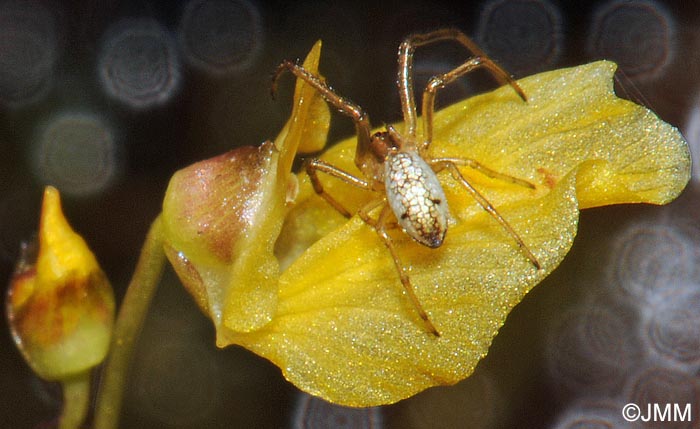 Tetragnatha montana & Utricularia minor