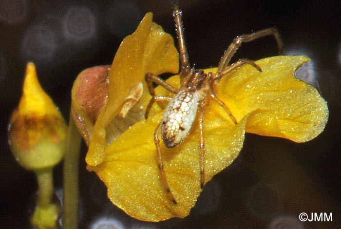 Tetragnatha montana & Utricularia minor