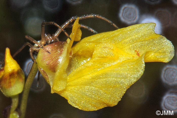 Tetragnatha montana & Utricularia minor