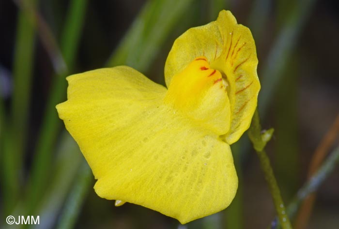 Utricularia intermedia