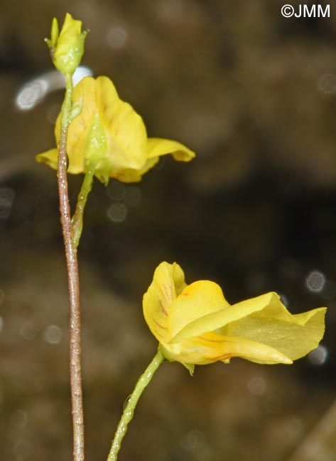 Utricularia intermedia