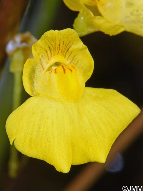 Utricularia intermedia