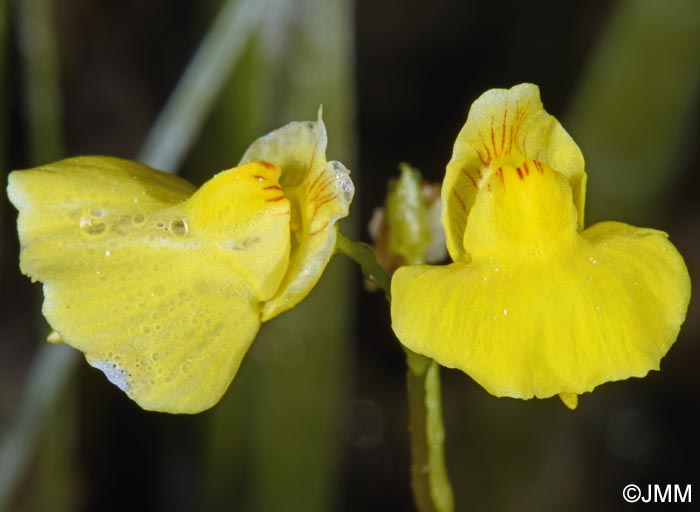 Utricularia intermedia