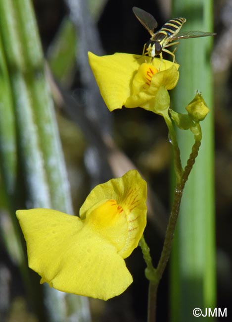 Utricularia intermedia