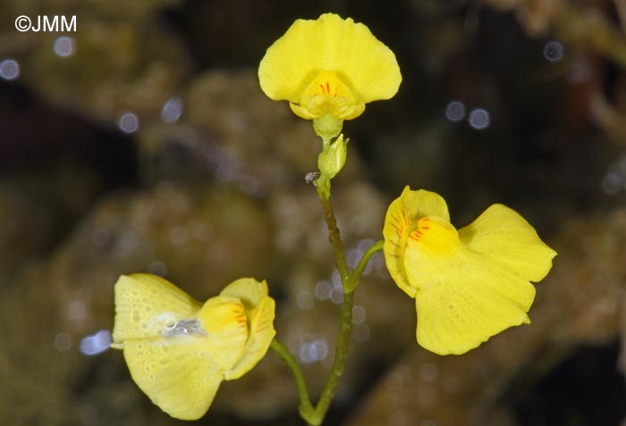 Utricularia intermedia